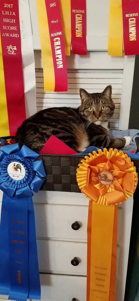 Boomer guarding the ribbons